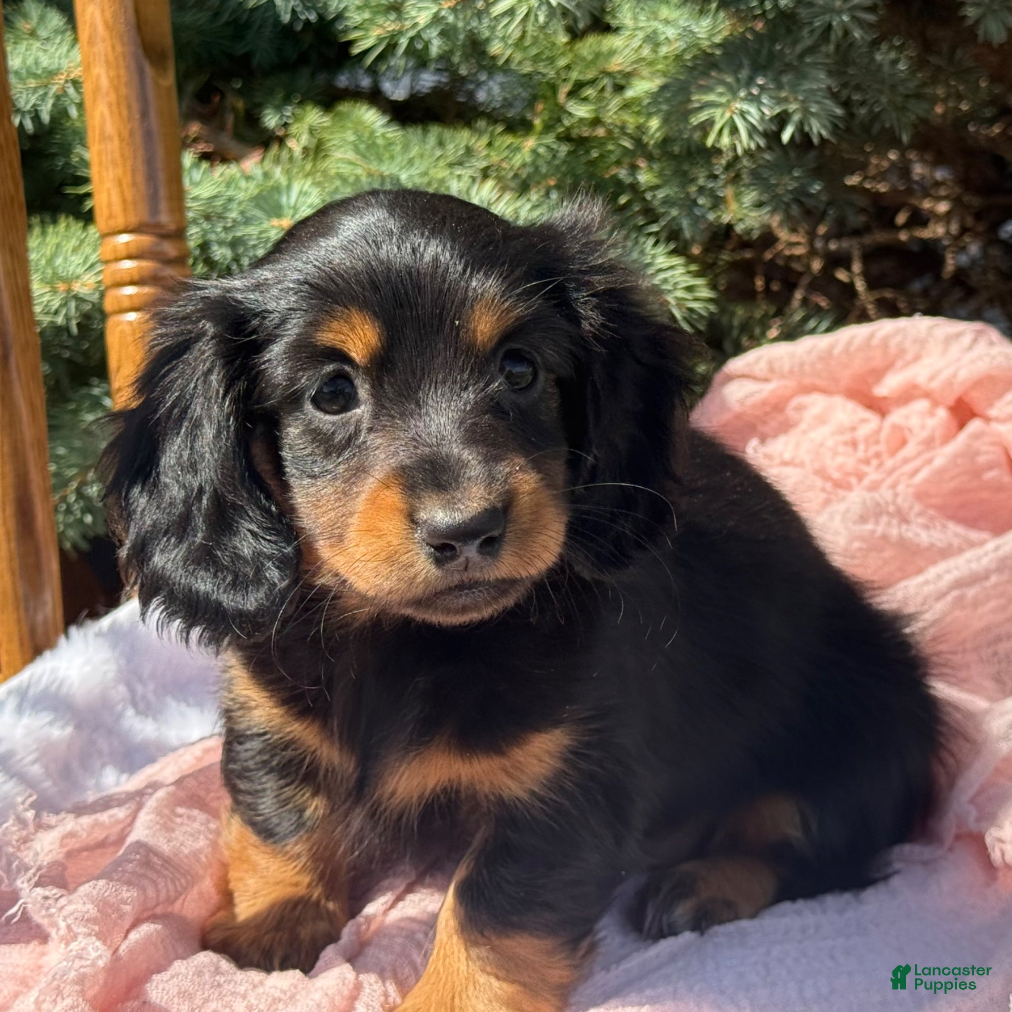 Miniature Dachshund dogs Bella - Ad 1