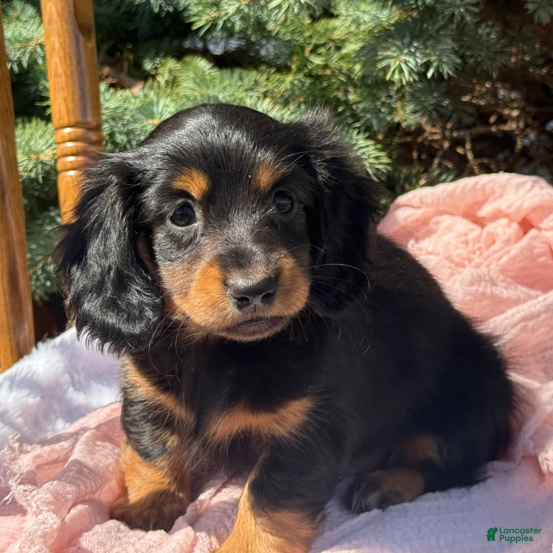 Miniature Dachshund dogs for sale: Bella - Ad 1