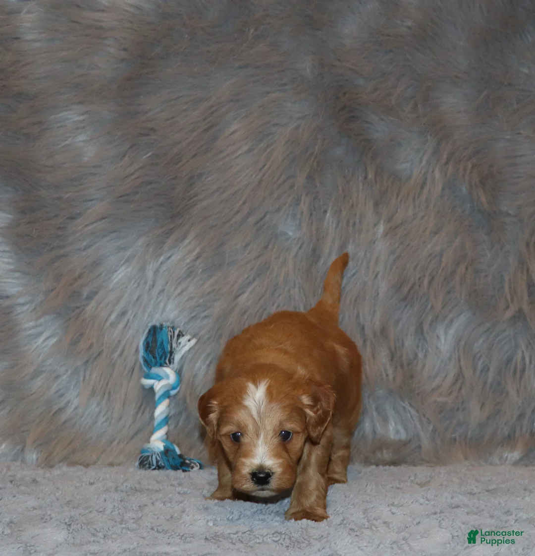 Mini Goldendoodle dogs for sale: Winslow 💙 Genetic Clear Parents - Ad 17