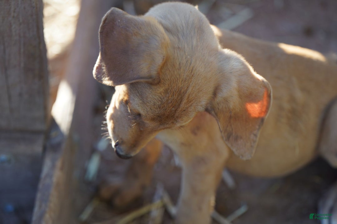 Mixed Breed dogs for sale: Reddish Fawn Merle M RT - Ad 5