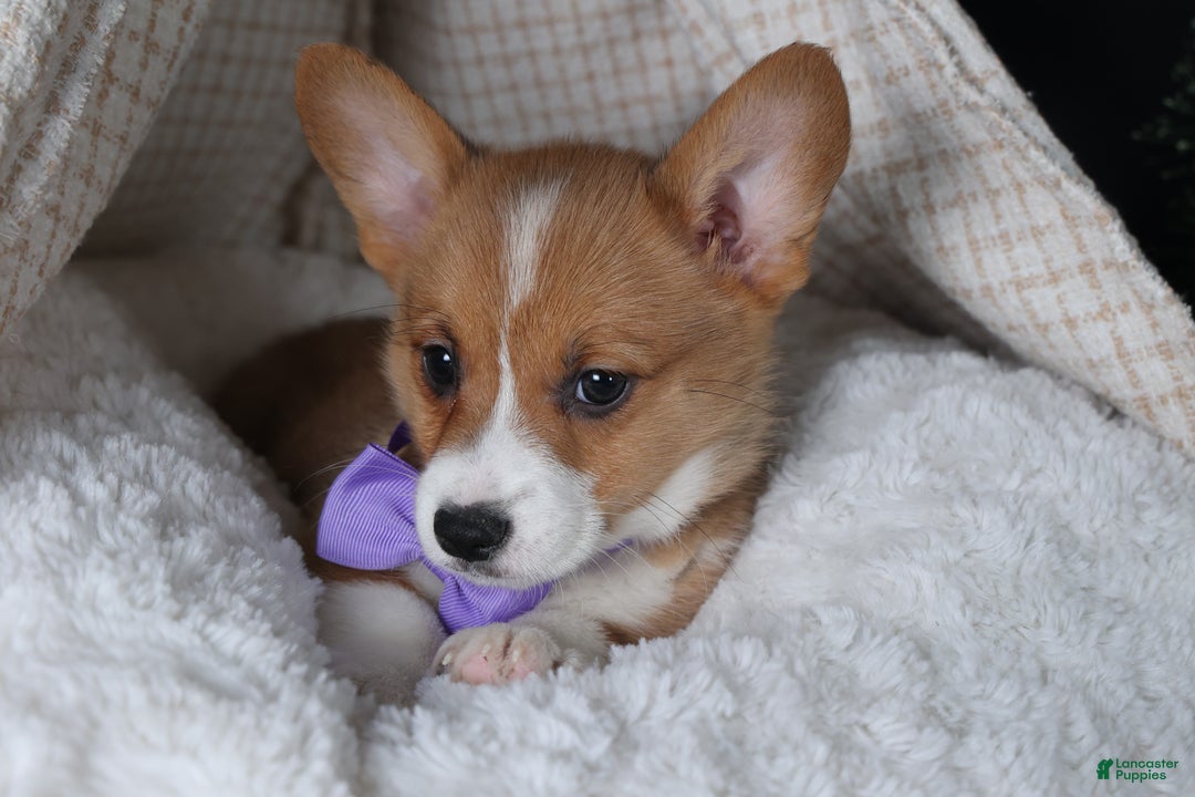 Welsh Corgi Pembroke dogs for sale: Holden - Ad 23