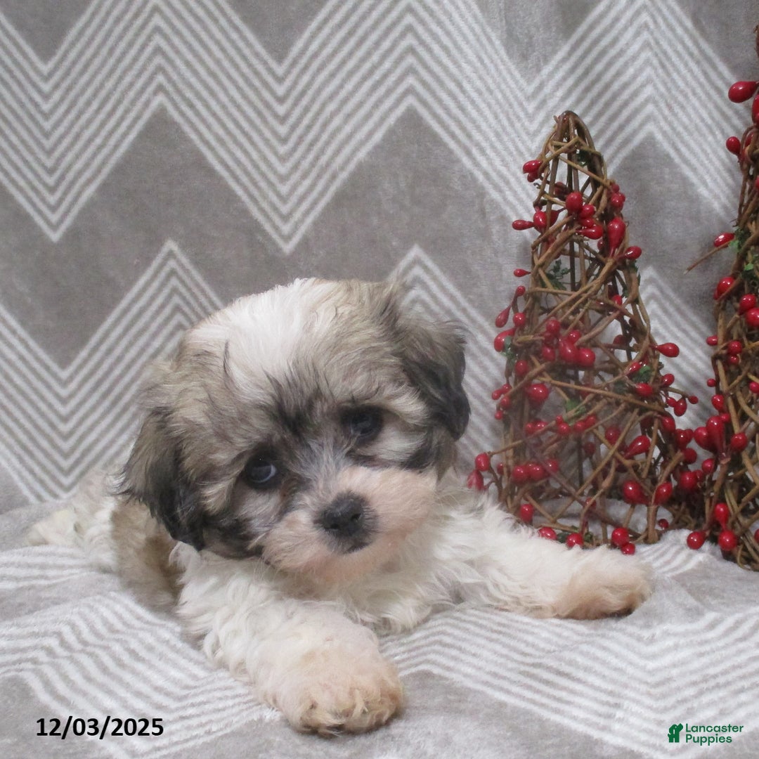 Teddy Bear dogs for sale: Iyla - Ad 2