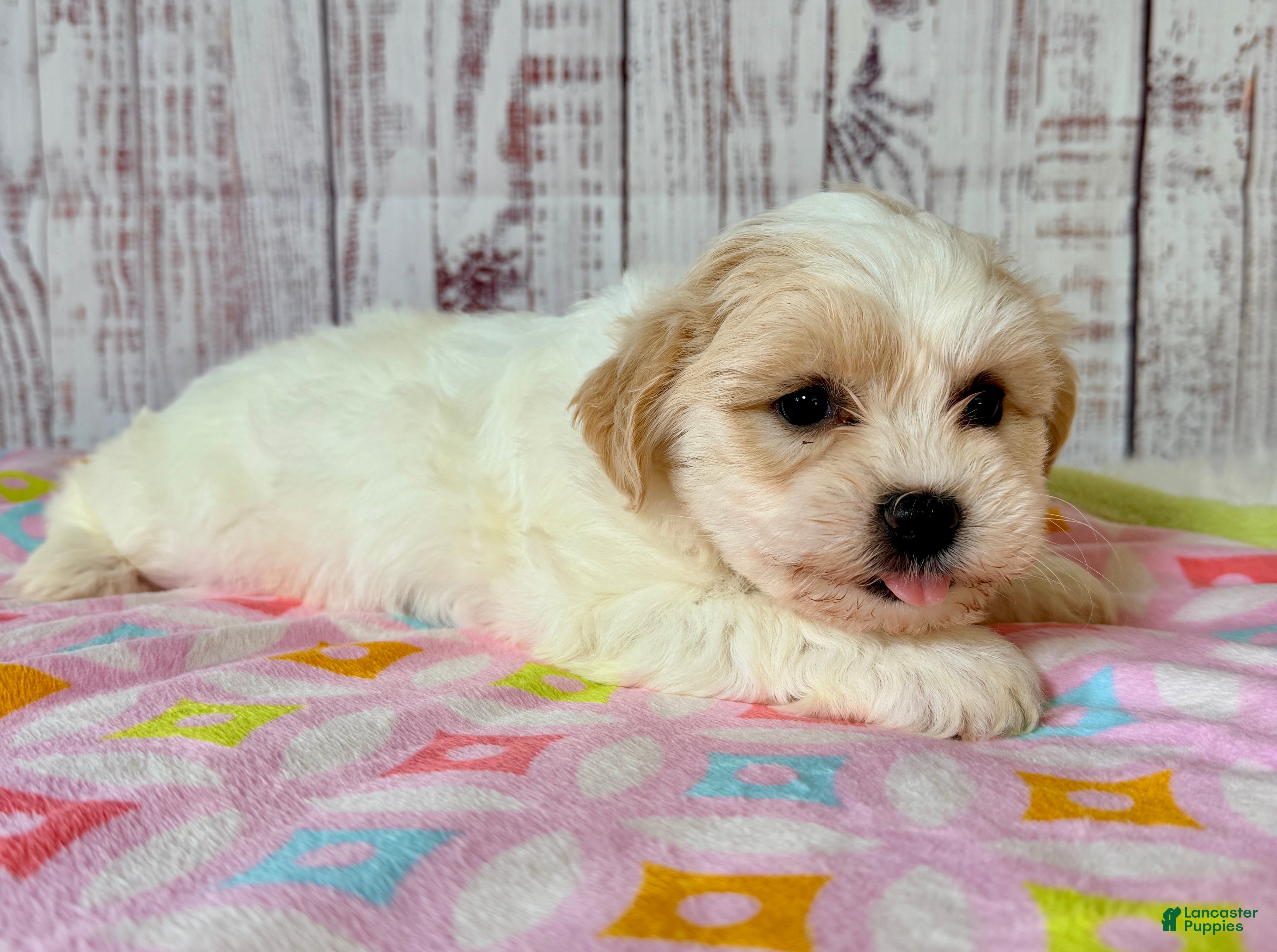 Teddy Bear dogs Funshine Bear - Ad 2