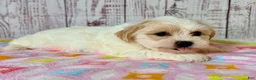 Teddy Bear dogs for sale: Funshine Bear - Ad 2