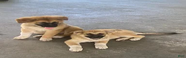 Mixed Breed 3