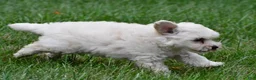 Maltipoo dogs for sale: Milo - Ad 8