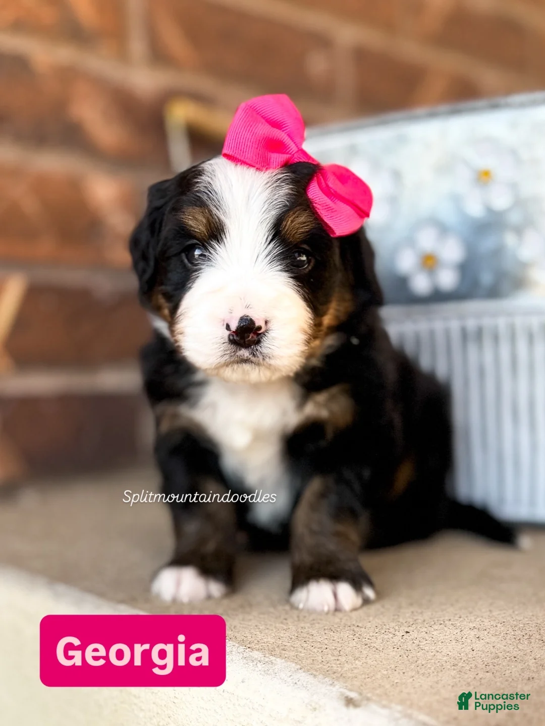Bernedoodle dogs for sale: Georgia - Ad 2