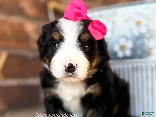 Bernedoodle dogs Georgia - Ad 1
