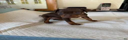 Miniature Pinscher dogs for sale: Miniature Pinscher Puppy 1 - Ad 2