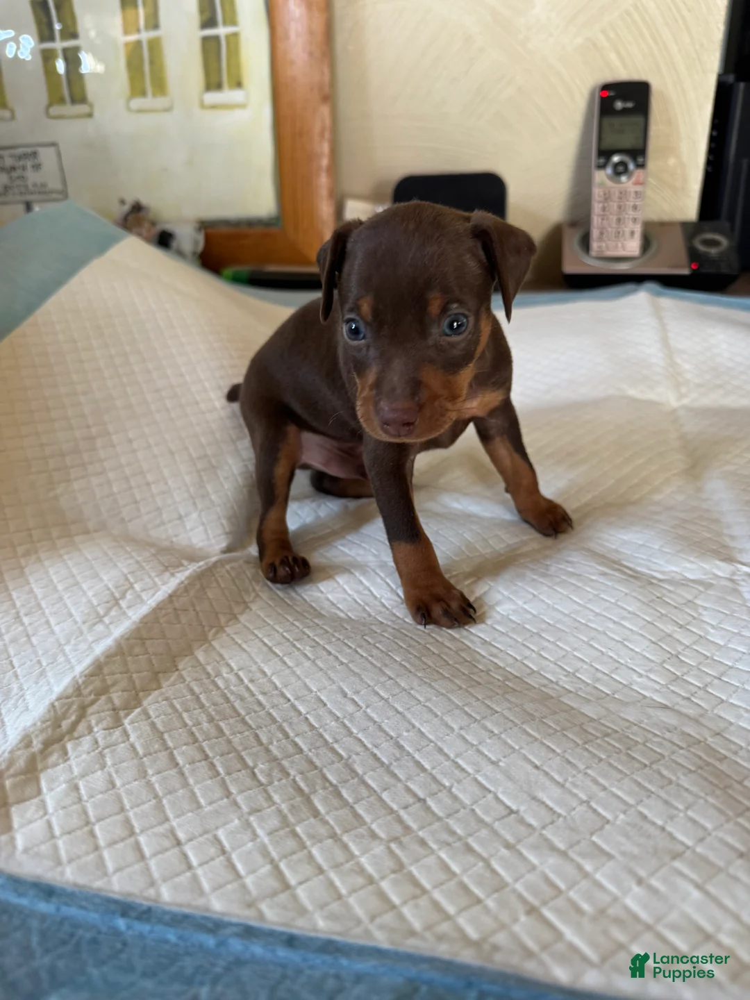 Miniature Pinscher dogs for sale: Miniature Pinscher Puppy 1 - Ad 2