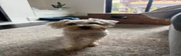 Miniature Schnauzer dogs for stud: Eddy  - Ad 3