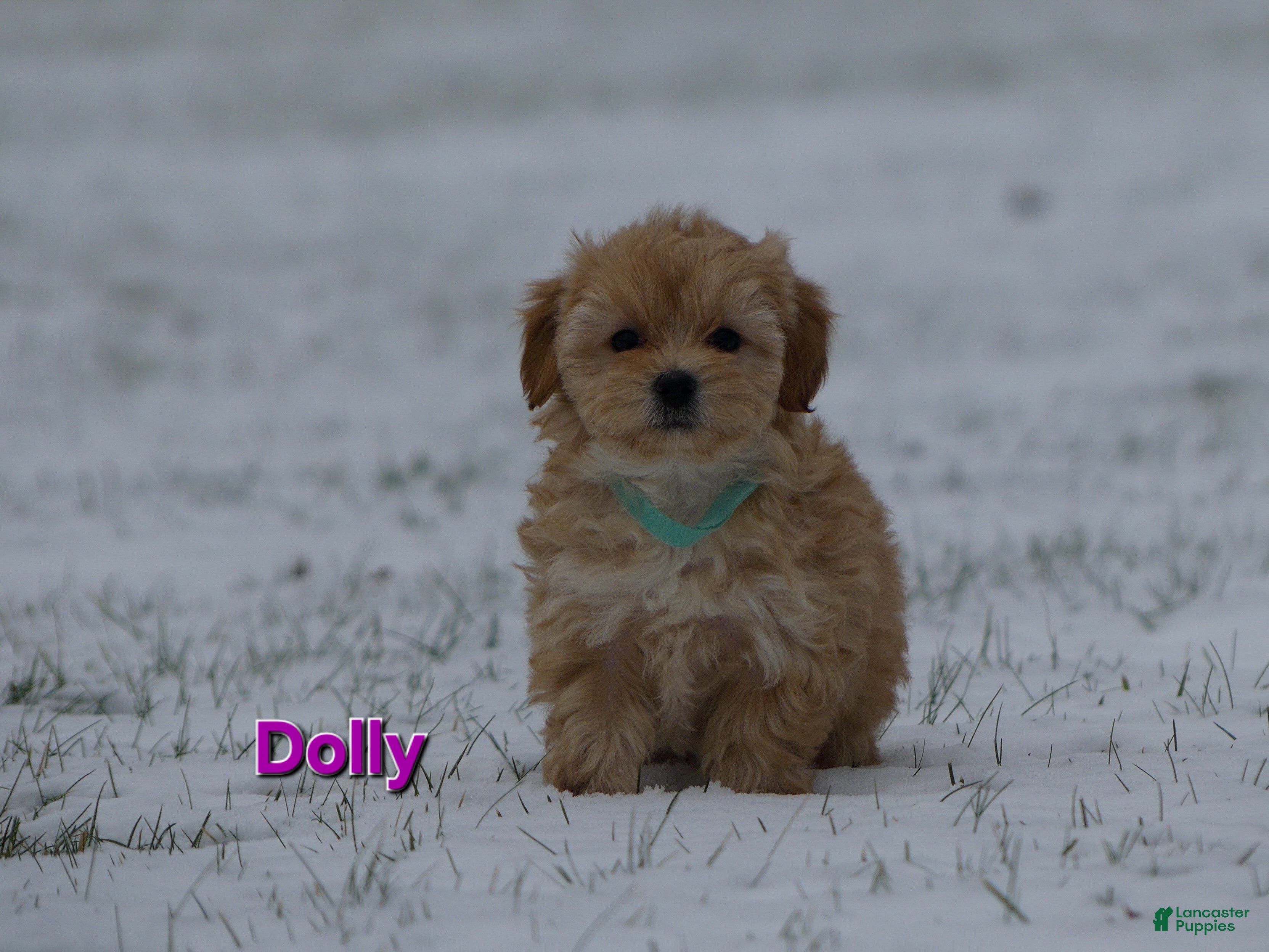 Maltipoo dogs Dolly - Ad 40