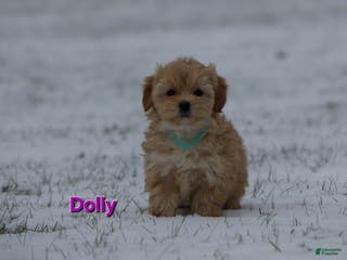 Maltipoo dogs Dolly - Ad 8