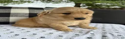 Golden Retriever dogs for sale: Victor - Ad 12