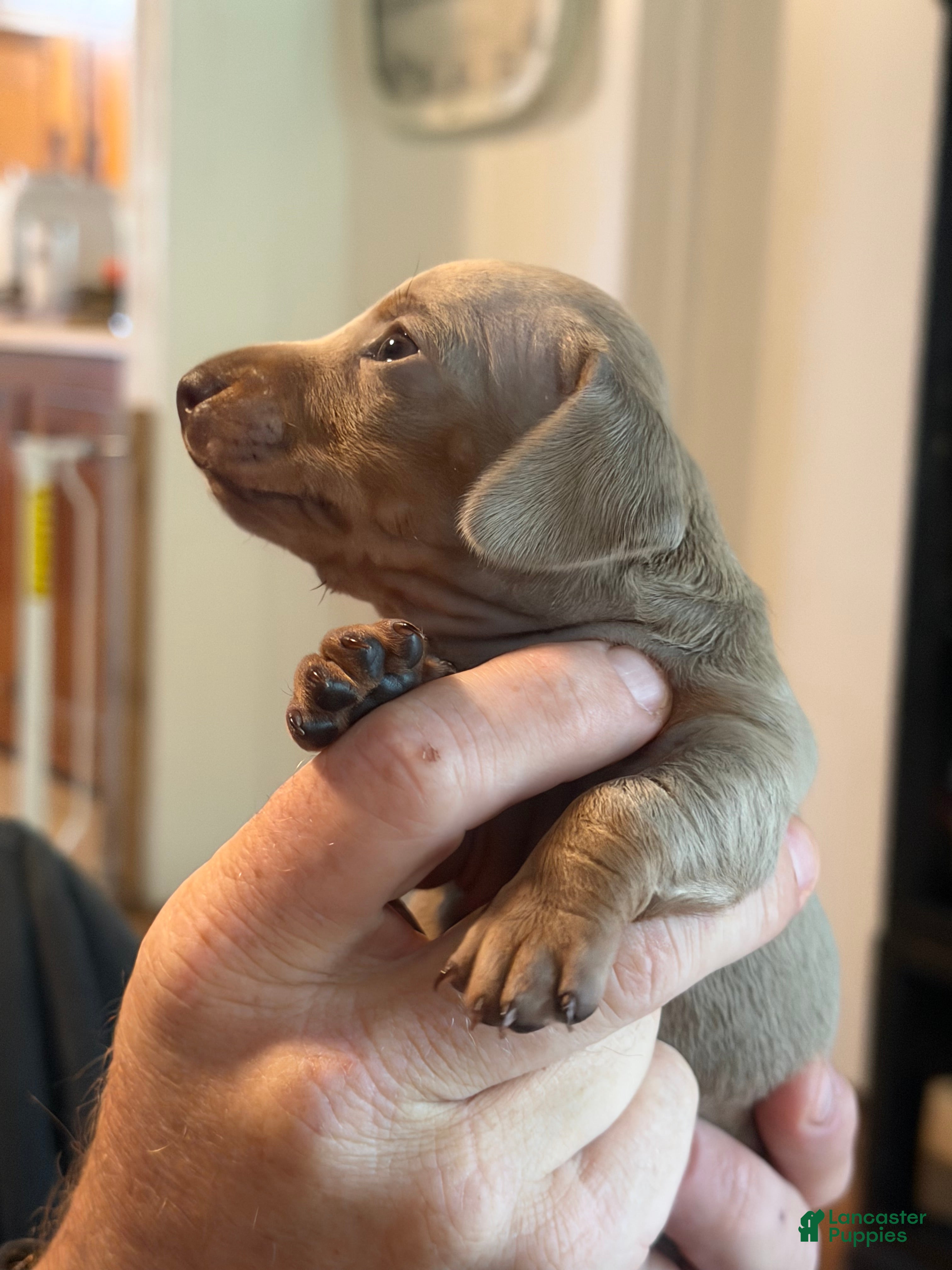 Miniature Dachshund dogs Miniature Dachshund Puppy 1 - Ad 2