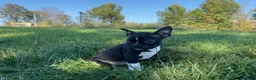 Boston Terrier dogs for sale: Ben - Ad 3