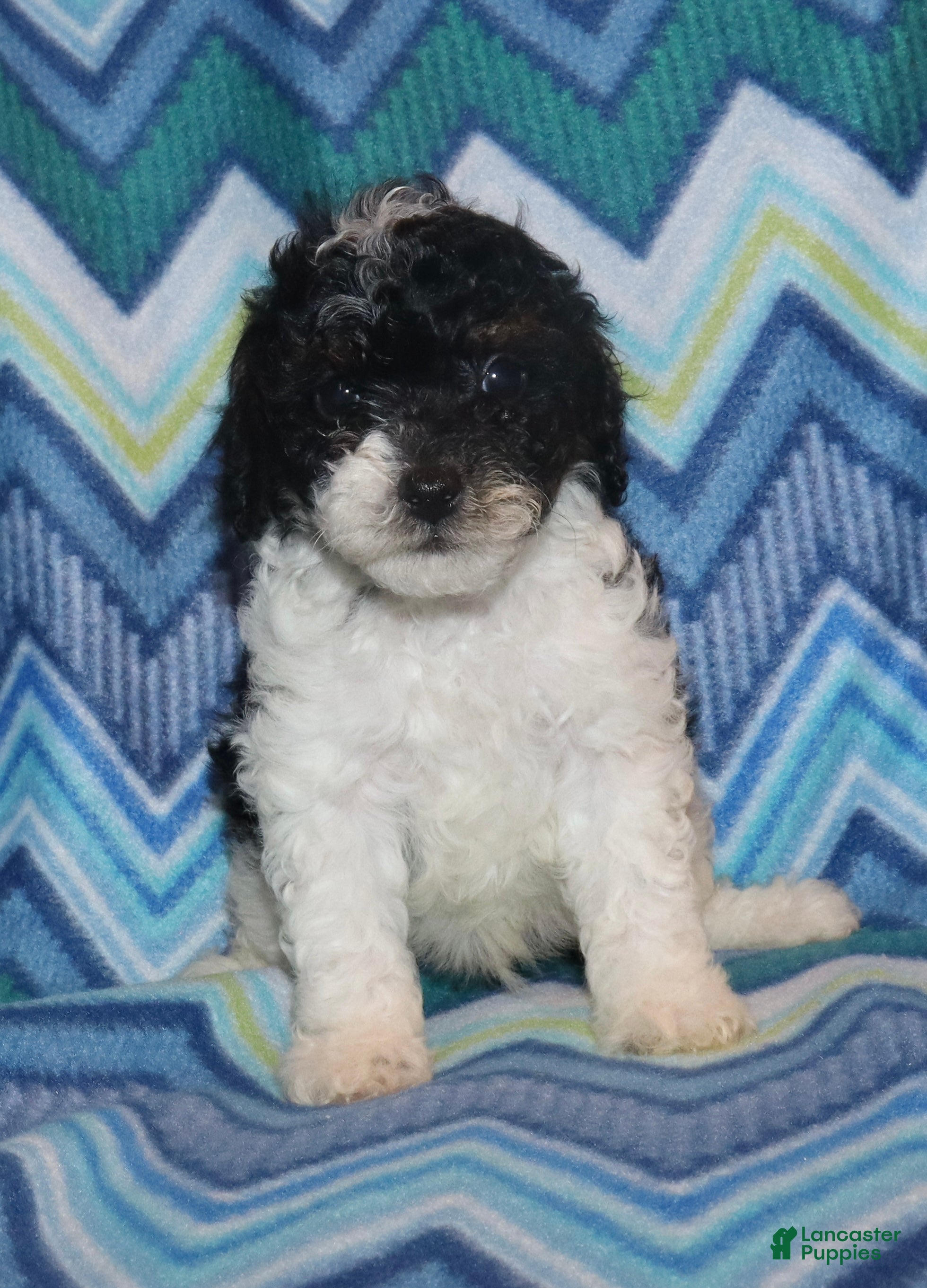Miniature Poodle dogs Harlee’s Bk&W male - Ad 2