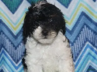 Miniature Poodle dogs Reserved Harlee’s Bk&W male - Ad 32