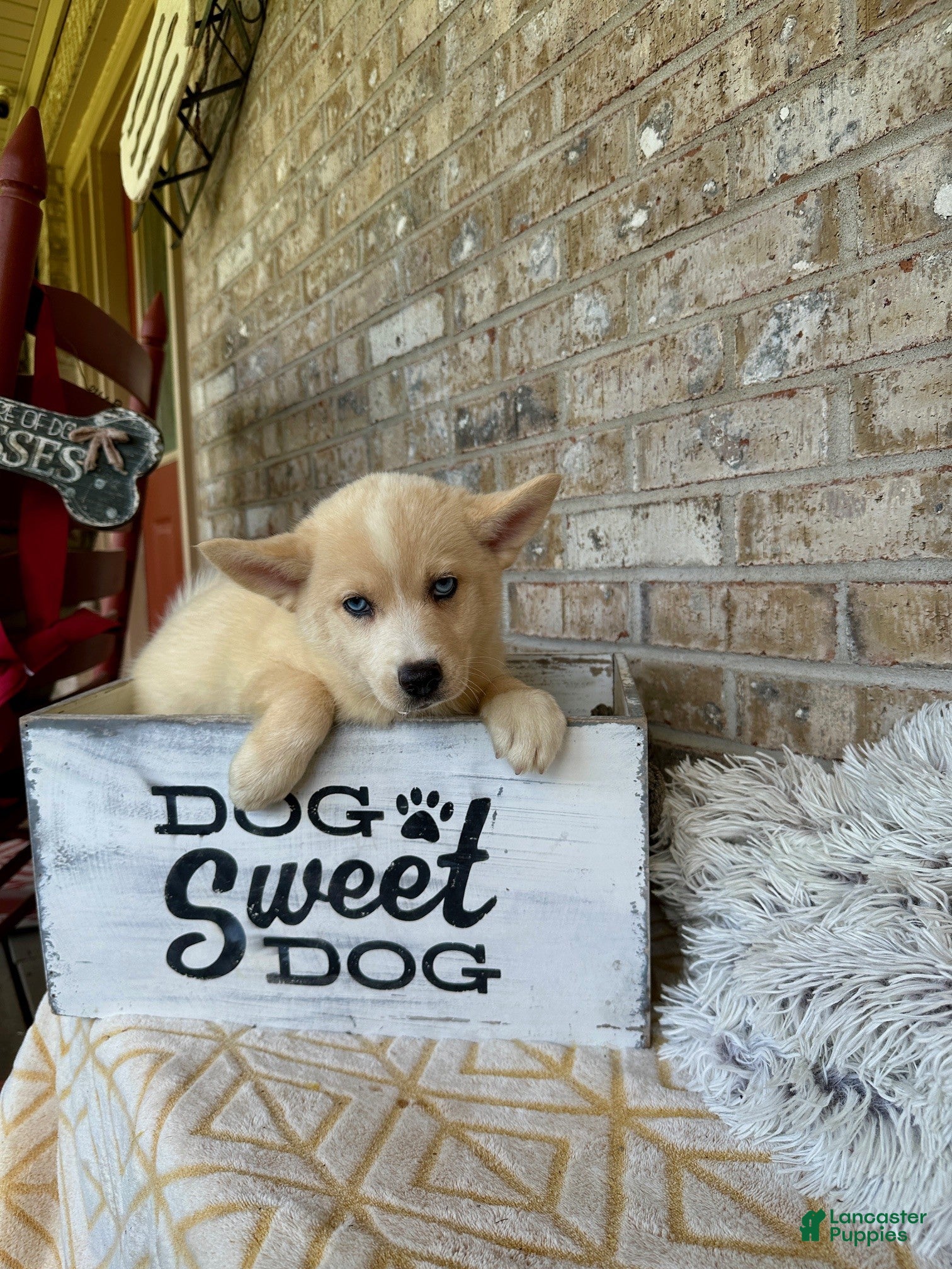 Pomsky dogs Cheeto - Ad 34