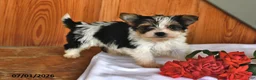 Mixed Breed dogs for sale: Ruby - Ad 3