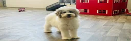 Miniature Poodle dogs for sale: Dimples Miniature Poodle  - Ad 8
