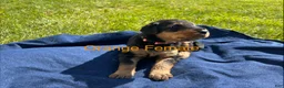 Airedale Terrier dogs for sale:  Orange Female - Ad 2