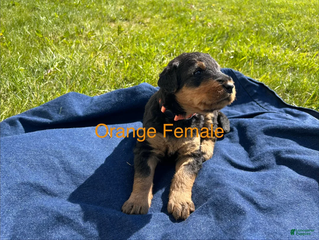 Airedale Terrier dogs for sale:  Orange Female - Ad 2