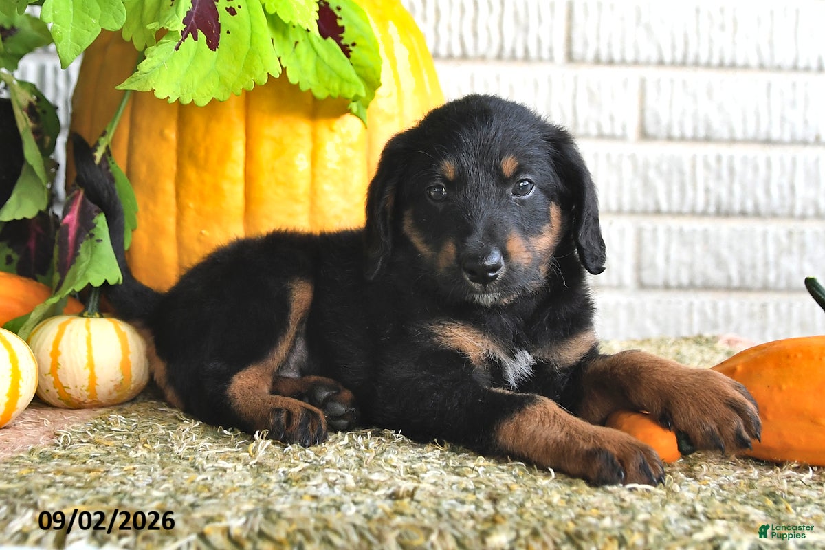 Mixed Breed dogs Theo - Ad 2