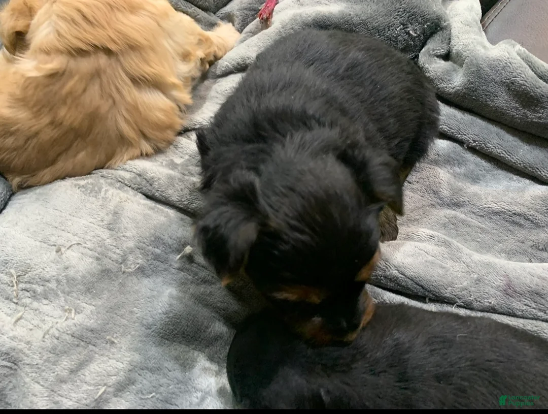 Yorkshire Terrier dogs for sale: Yorkshire Terrier 5 - Ad 3