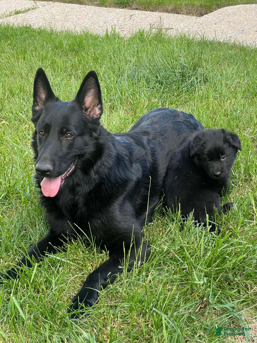 German Shepherd dogs for sale: German Shepherd Puppy 1 - Ad 1