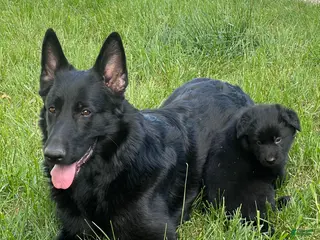 German Shepherd dogs German Shepherd Puppy 1 - Ad 16