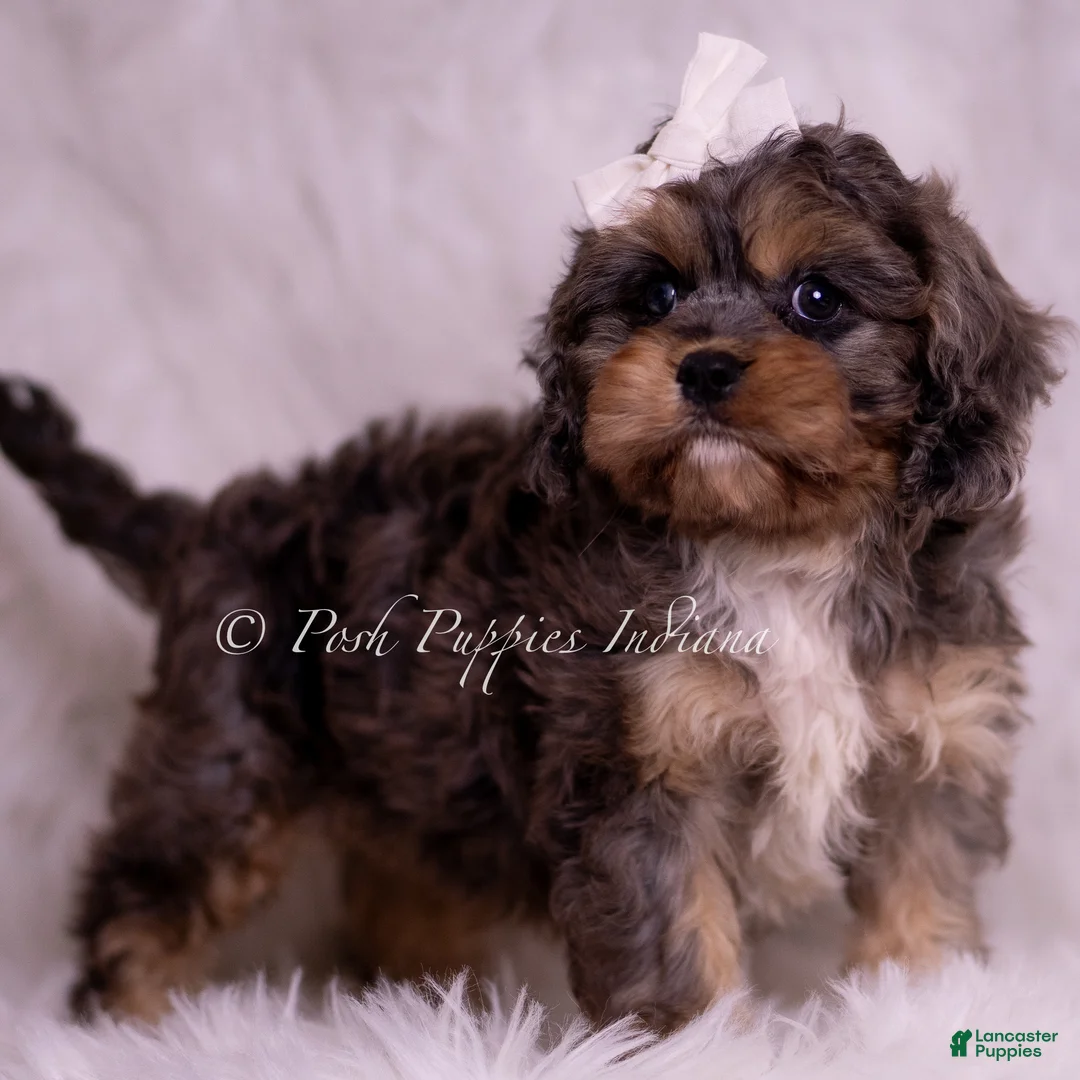 Cavapoo dogs for sale: Sailor - Ad 6