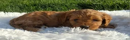 Cavapoo dogs for sale: 0wen - Ad 4