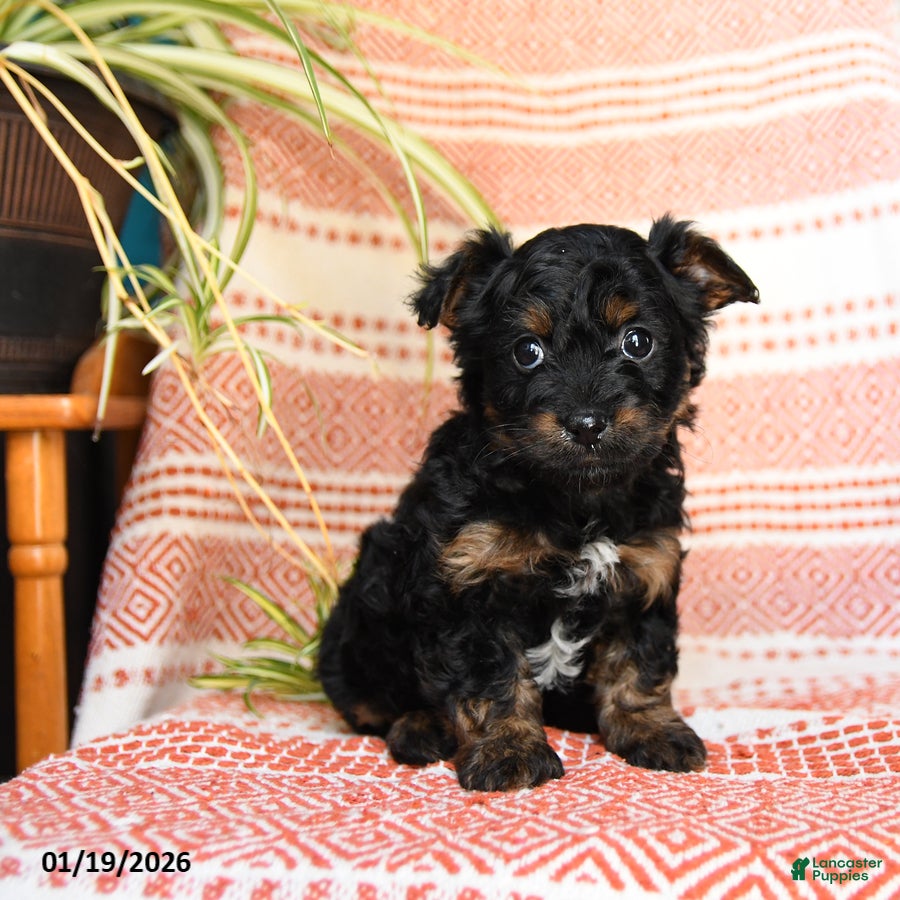 Yorkiepoo dogs Rain - Ad 7