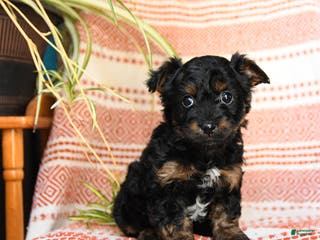 Yorkiepoo dogs Rain - Ad 23