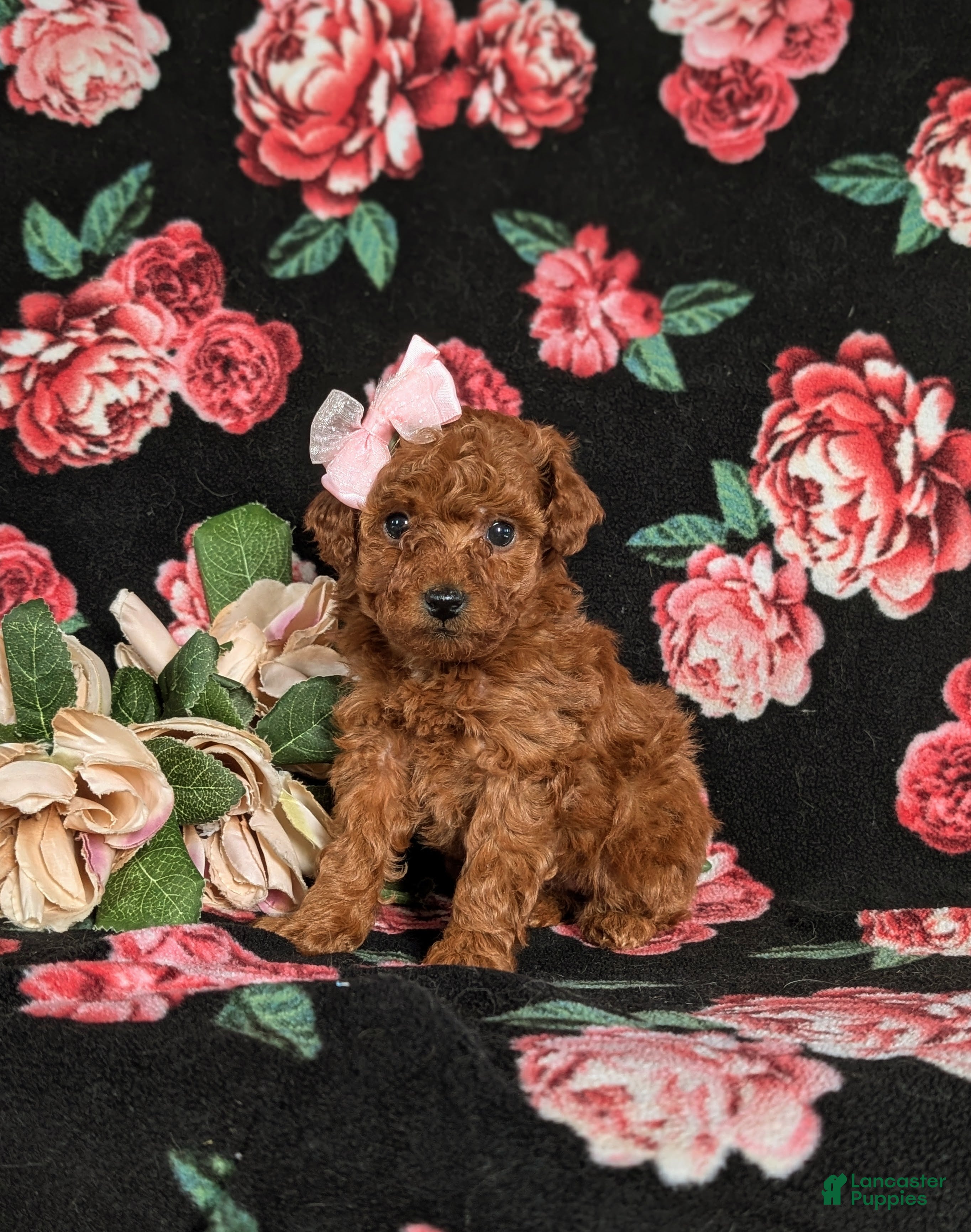 Toy Poodle dogs Elisa - Ad 35