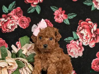 Toy Poodle dogs Elisa - Ad 17