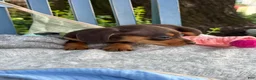 Miniature Dachshund dogs for sale: Tinkerbelle - Ad 14