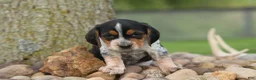 Beagle dogs for sale:  Cash🐶 - Ad 1