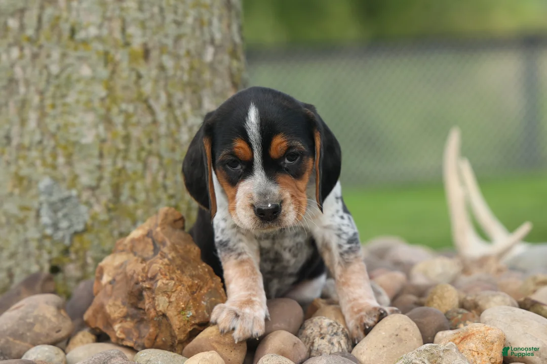 Beagle dogs for sale:  Cash🐶 - Ad 1