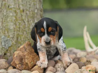 Beagle dogs for sale: Cash🐶 - Ad 2