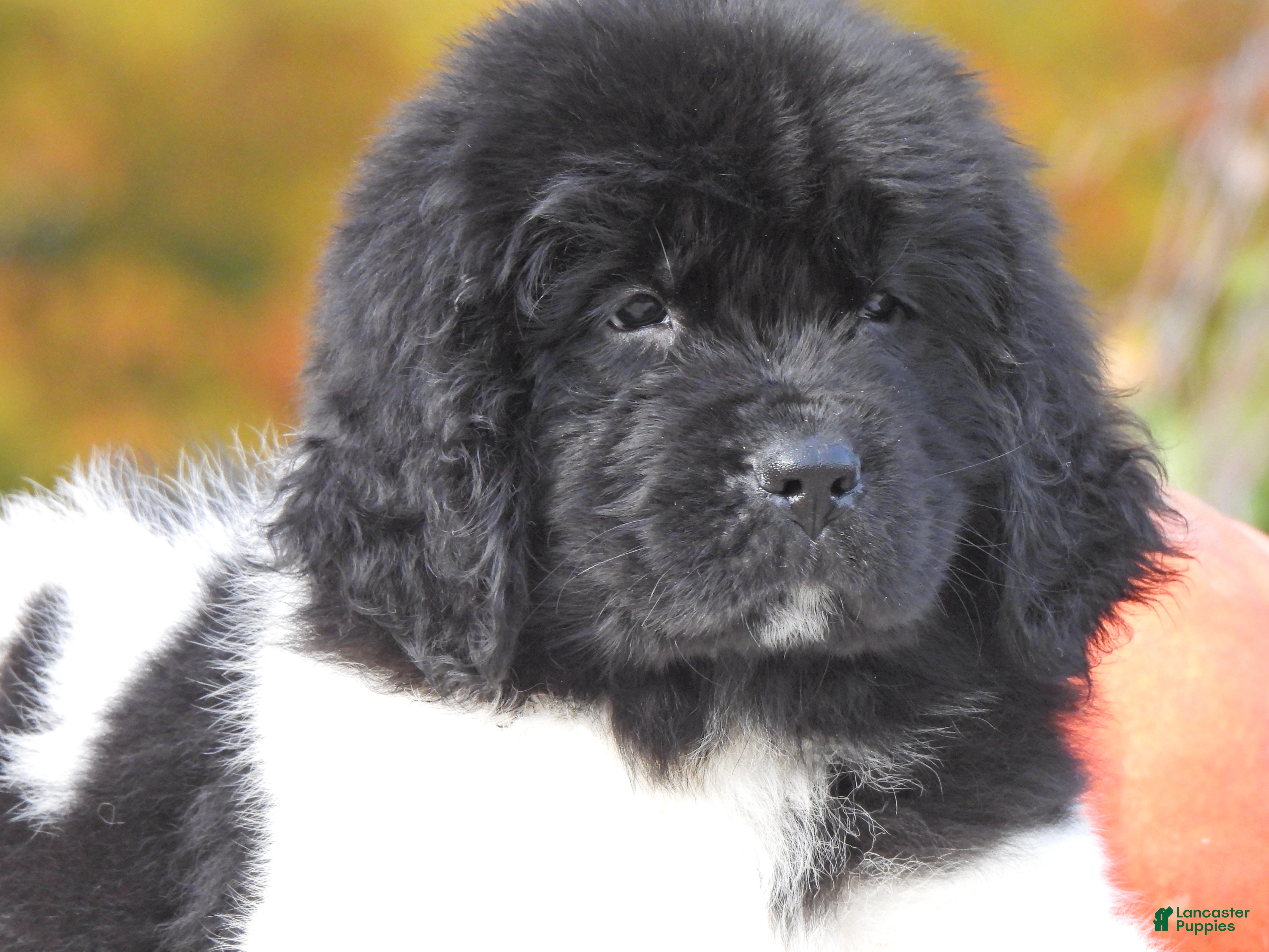 World Newfoundland Puppies for sale Lancaster Puppies