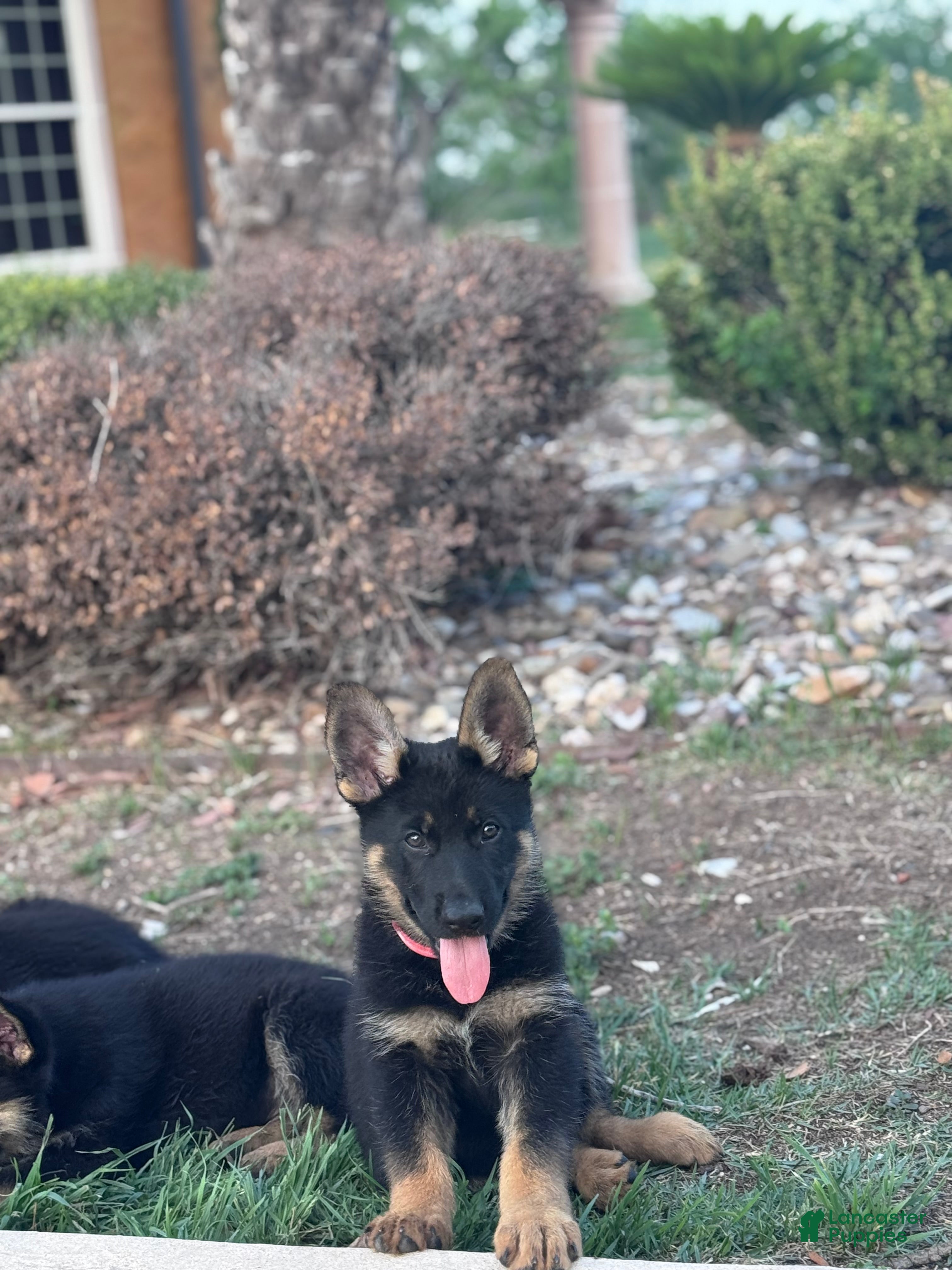 German Shepherd dogs  Puppy 8 - Ad 2