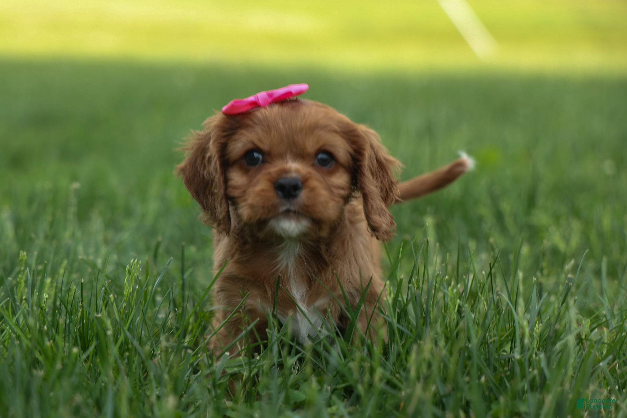 Cavalier King Charles Spaniel dogs Mocha 🐶✨ - Ad 1