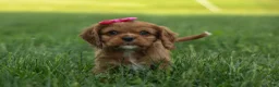 Cavalier King Charles Spaniel dogs for sale: Mocha 🐶✨ - Ad 1