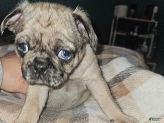 Frug dogs Ariel - Ad 39