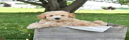 Bichpoo dogs for sale: Jade - Ad 13
