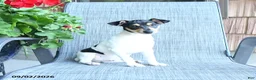 Toy Fox Terrier dogs for sale: Chad - Ad 2