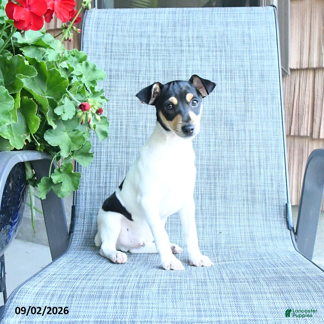Toy Fox Terrier dogs for sale: Chad - Ad 2