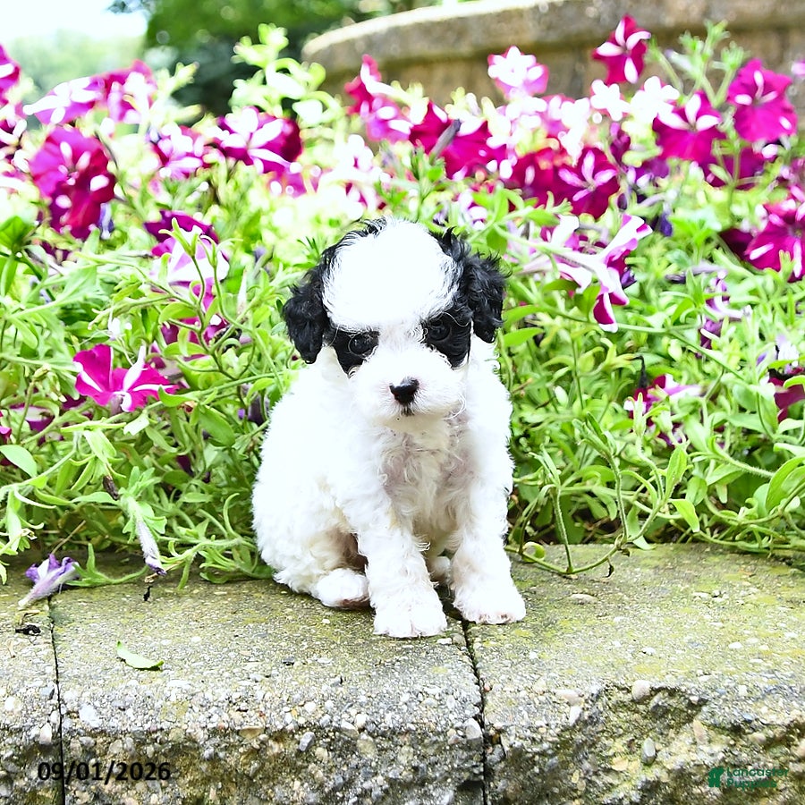 Toy Poodle dogs Mason    EXTRA SMALL - Ad 2